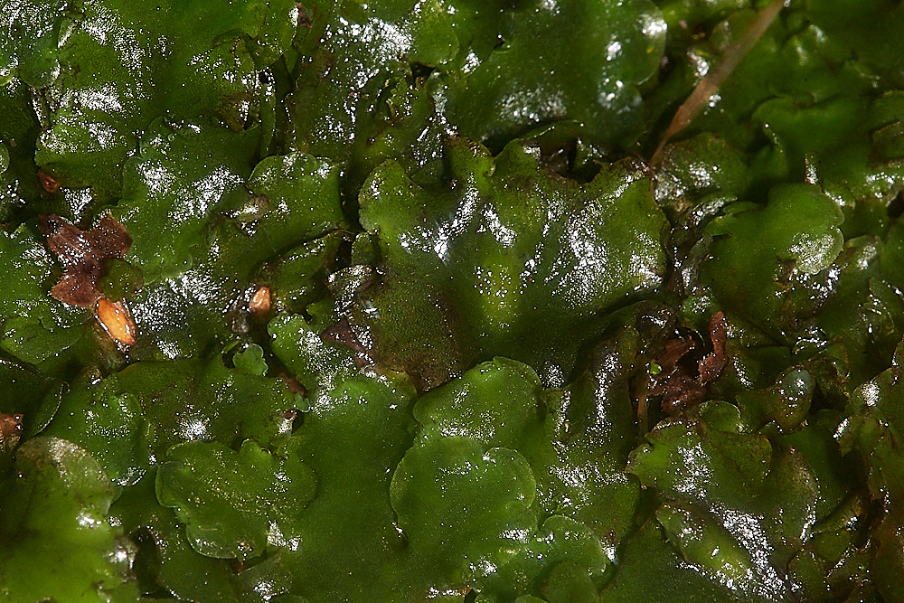 HoughenPlantationPellia161218-1