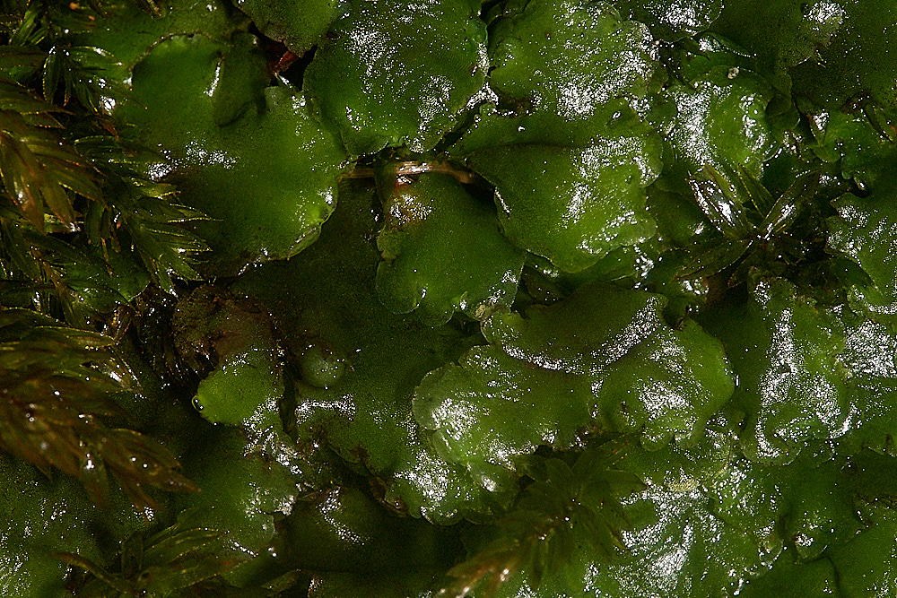 HoughenPlantationPellia161218-2