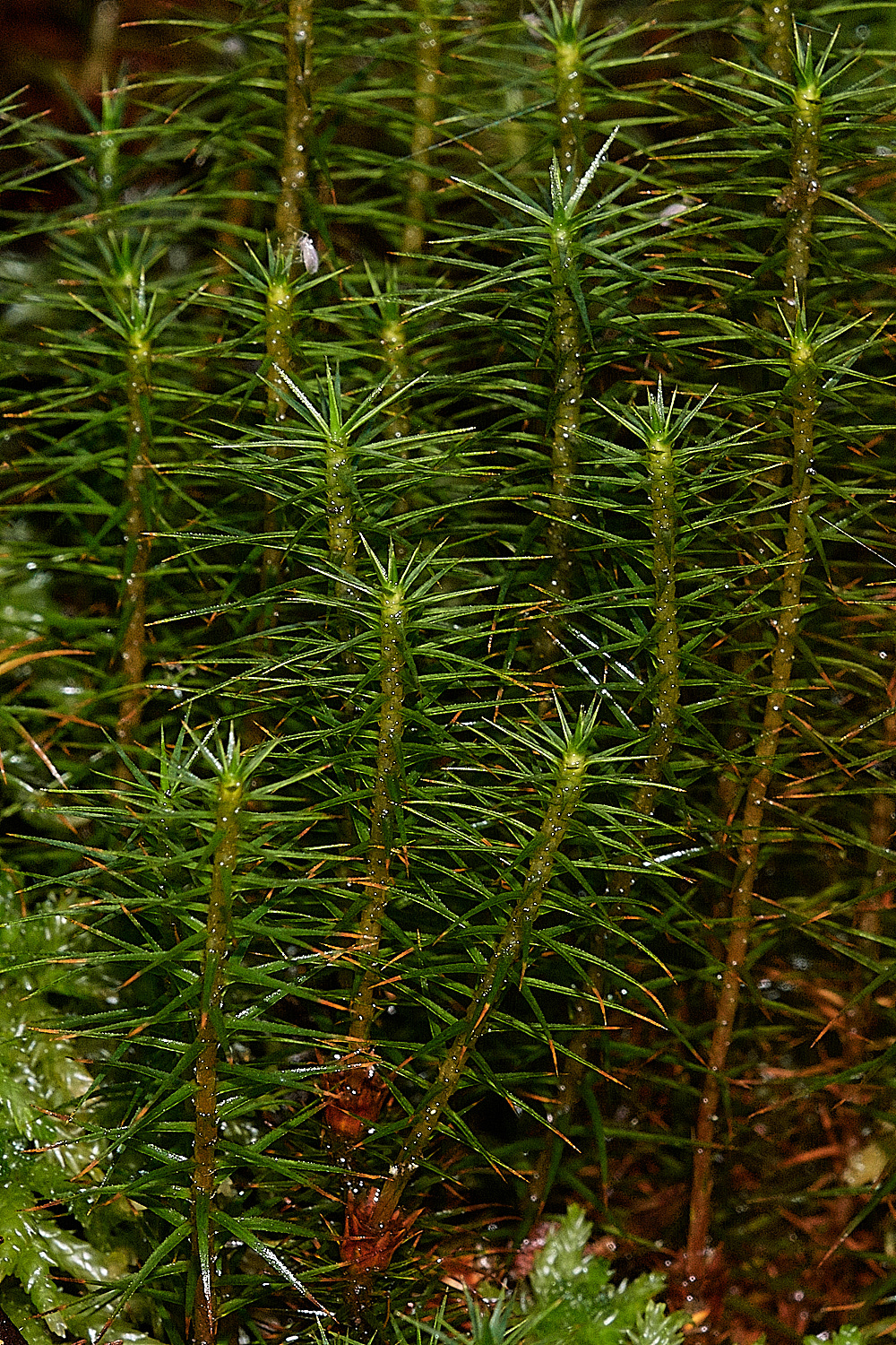 HoughenPlantationPolytrichum161218-1