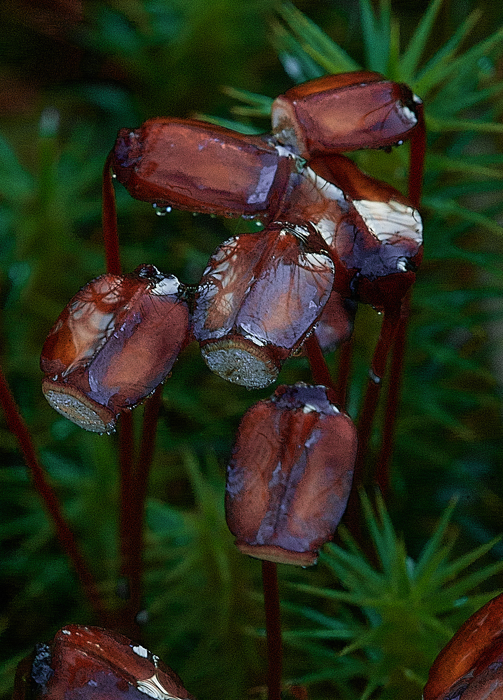 HoughenPlantationPolytrichumcommune161218-1