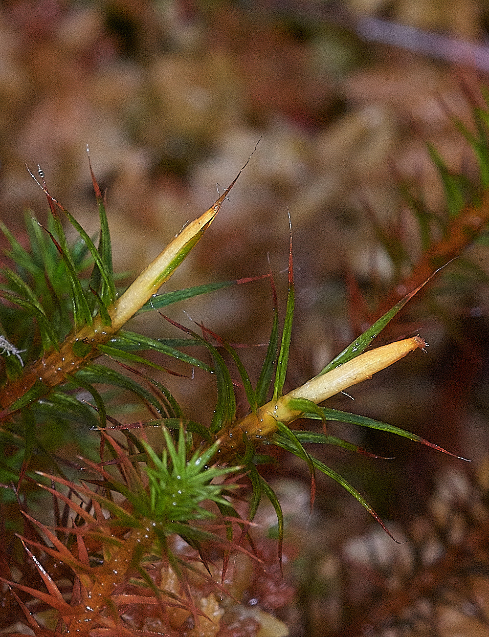 HoughenPlantationPolytrichumcommune161218-2