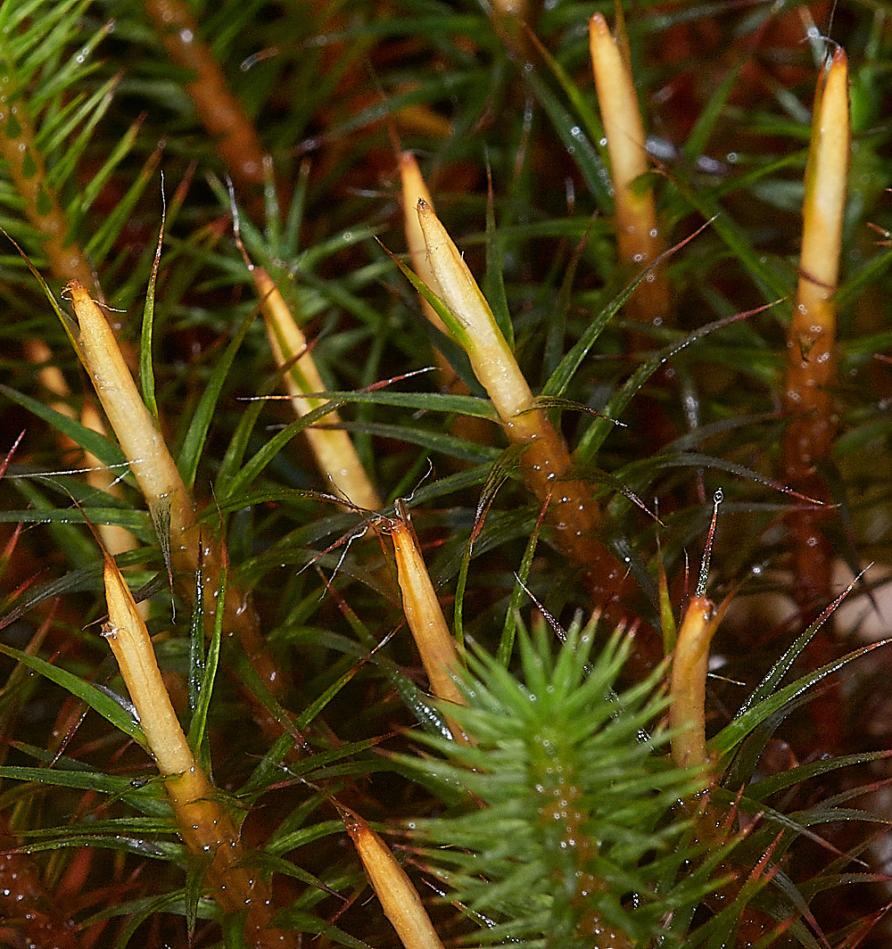 HoughenPlantationPolytrichumcommune161218-3