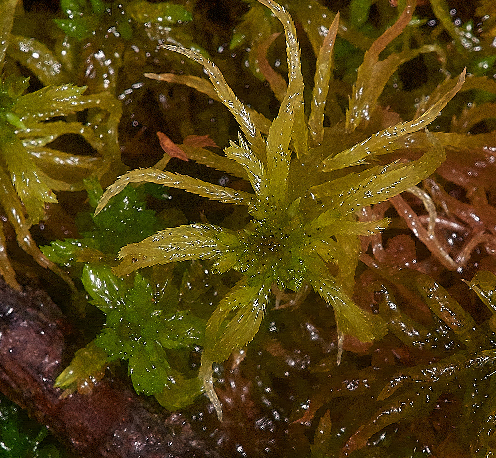 HoughenPlantationSphagnum161218-1