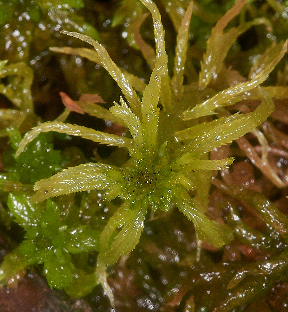 HoughenPlantationSphagnum161218-2