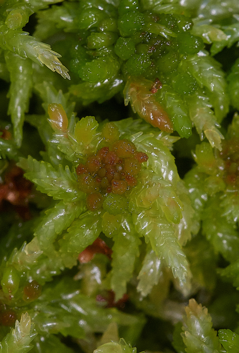 HoughenPlantationSphagnumpalustre161218-1