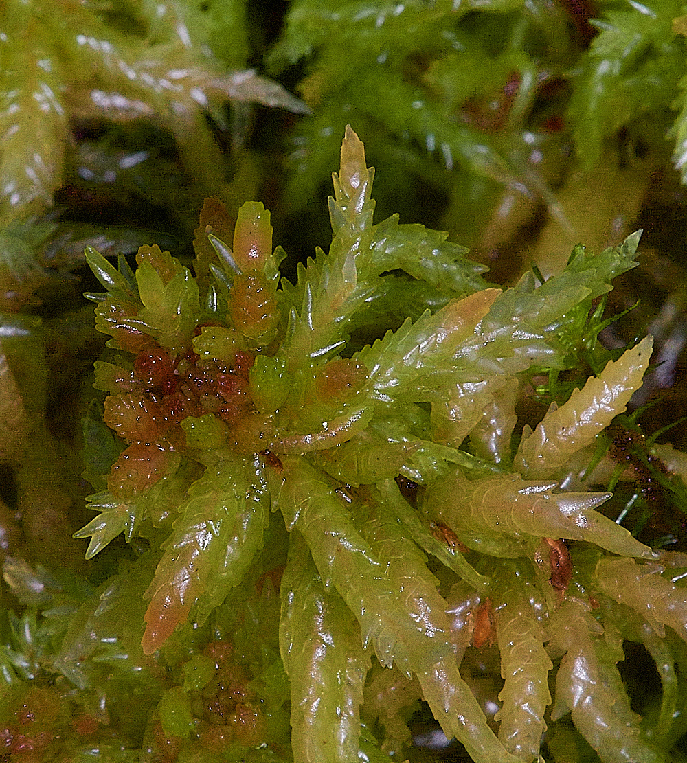 HoughenPlantationSphagnumpalustre161218-2