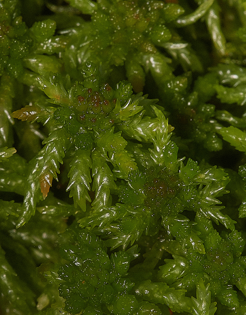 HoughenPlantationSphagnumpalustre161218-3