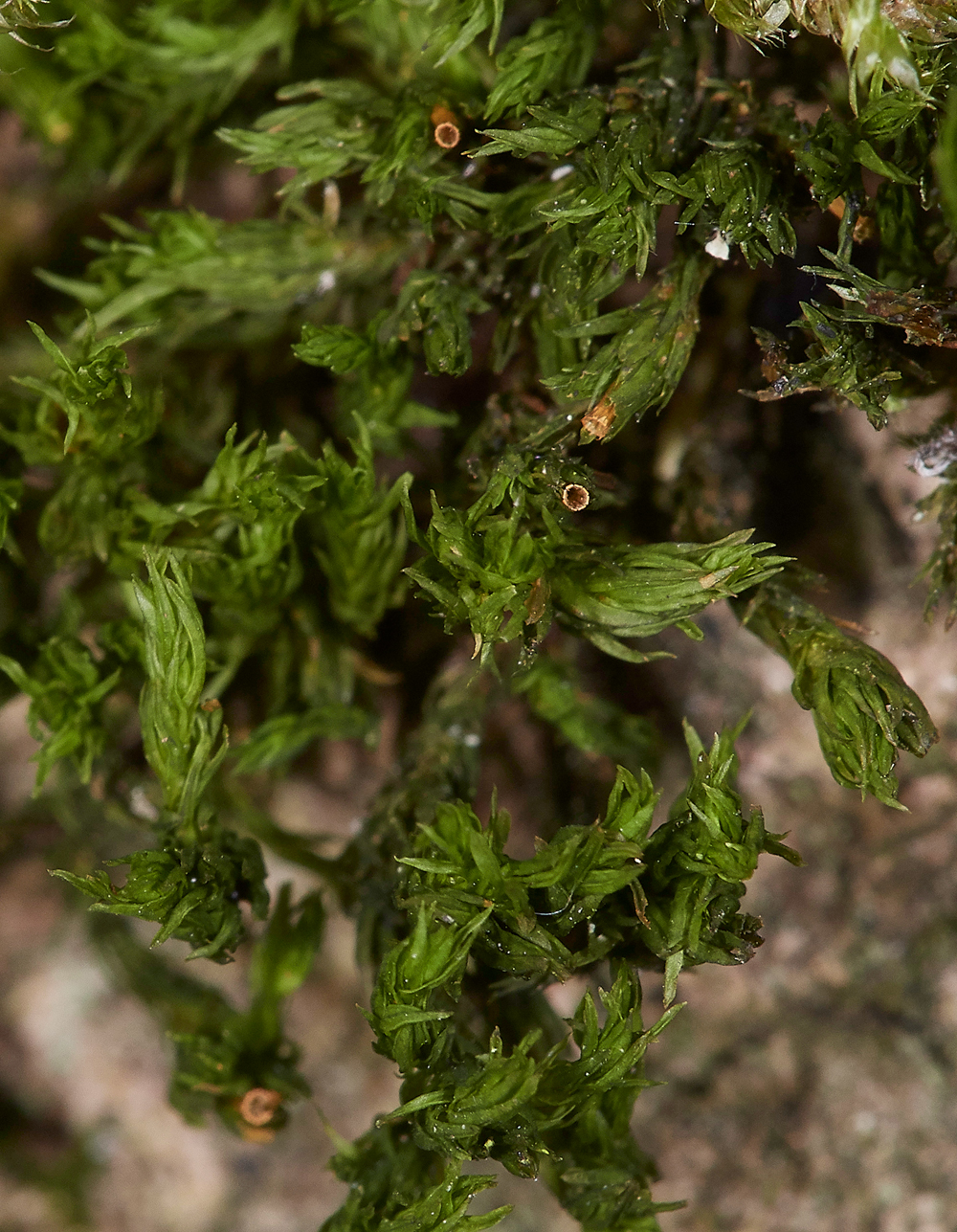 LochNeatonOrthotrichumlyellii261118-1