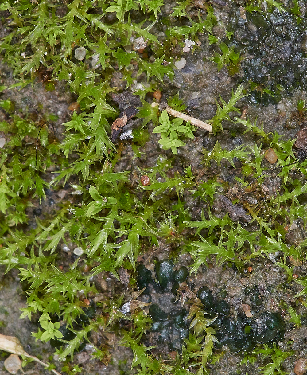 LochNeatonPseudocrossidumhornschurchianum261118-2