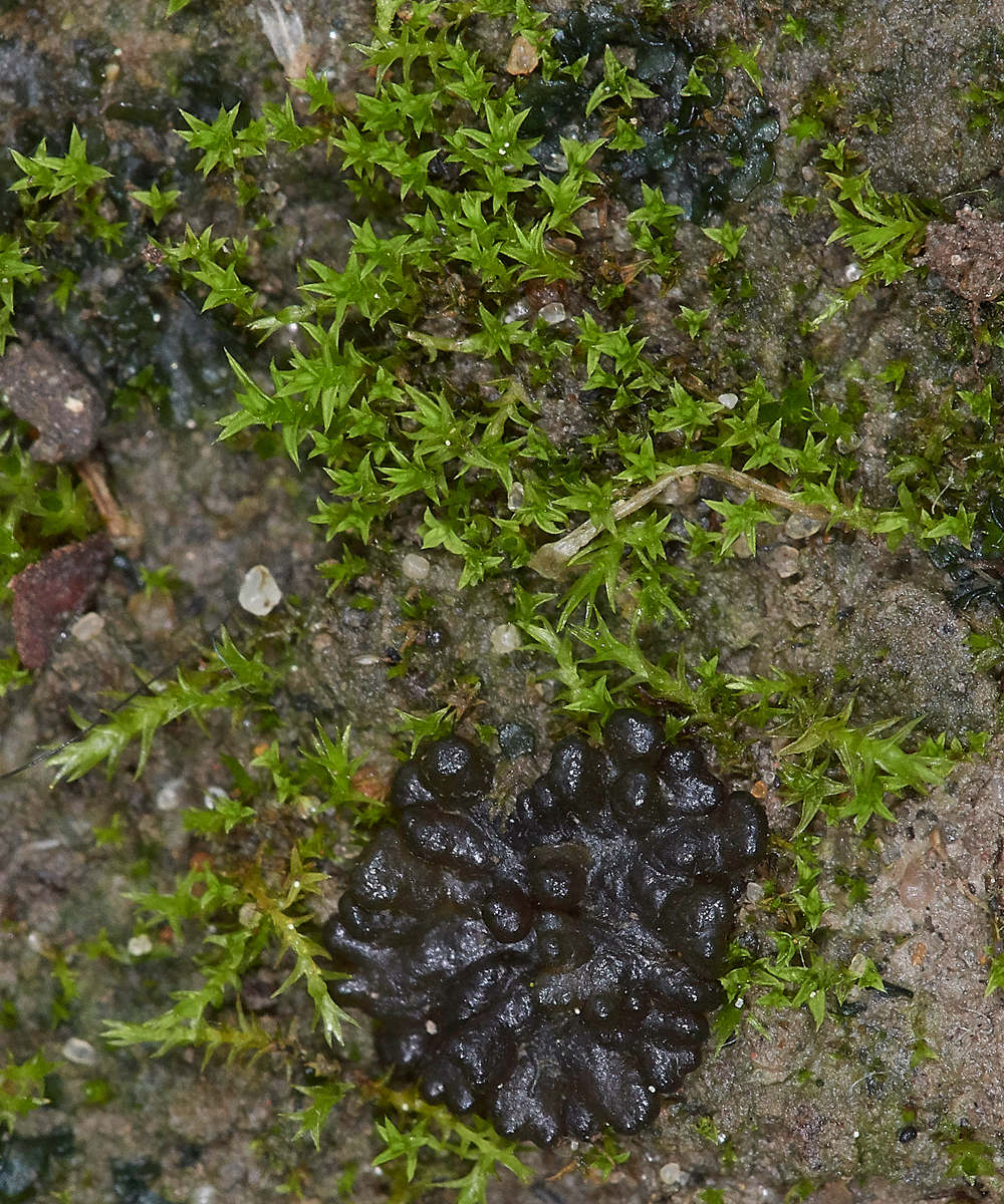 LochNeatonPseudocrossidumhornschurchianum261118-3