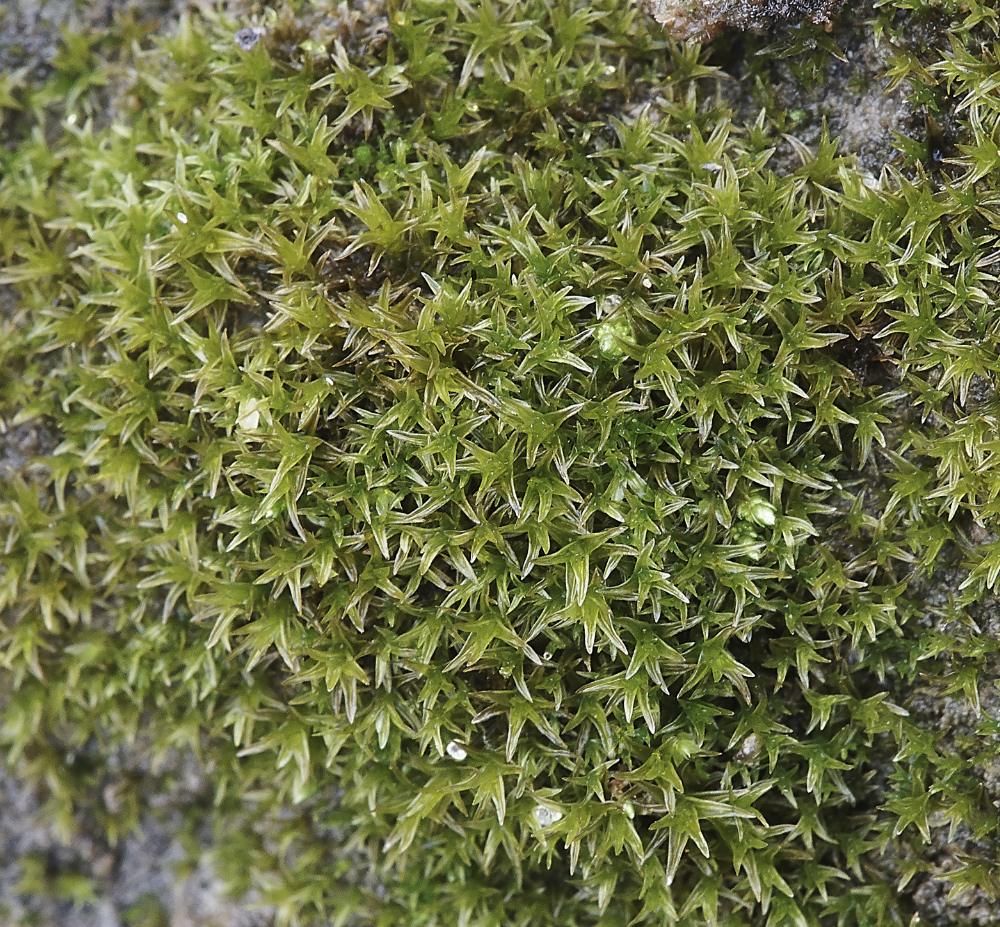 OverstrandCliffBarbulaconvoluta241218-1