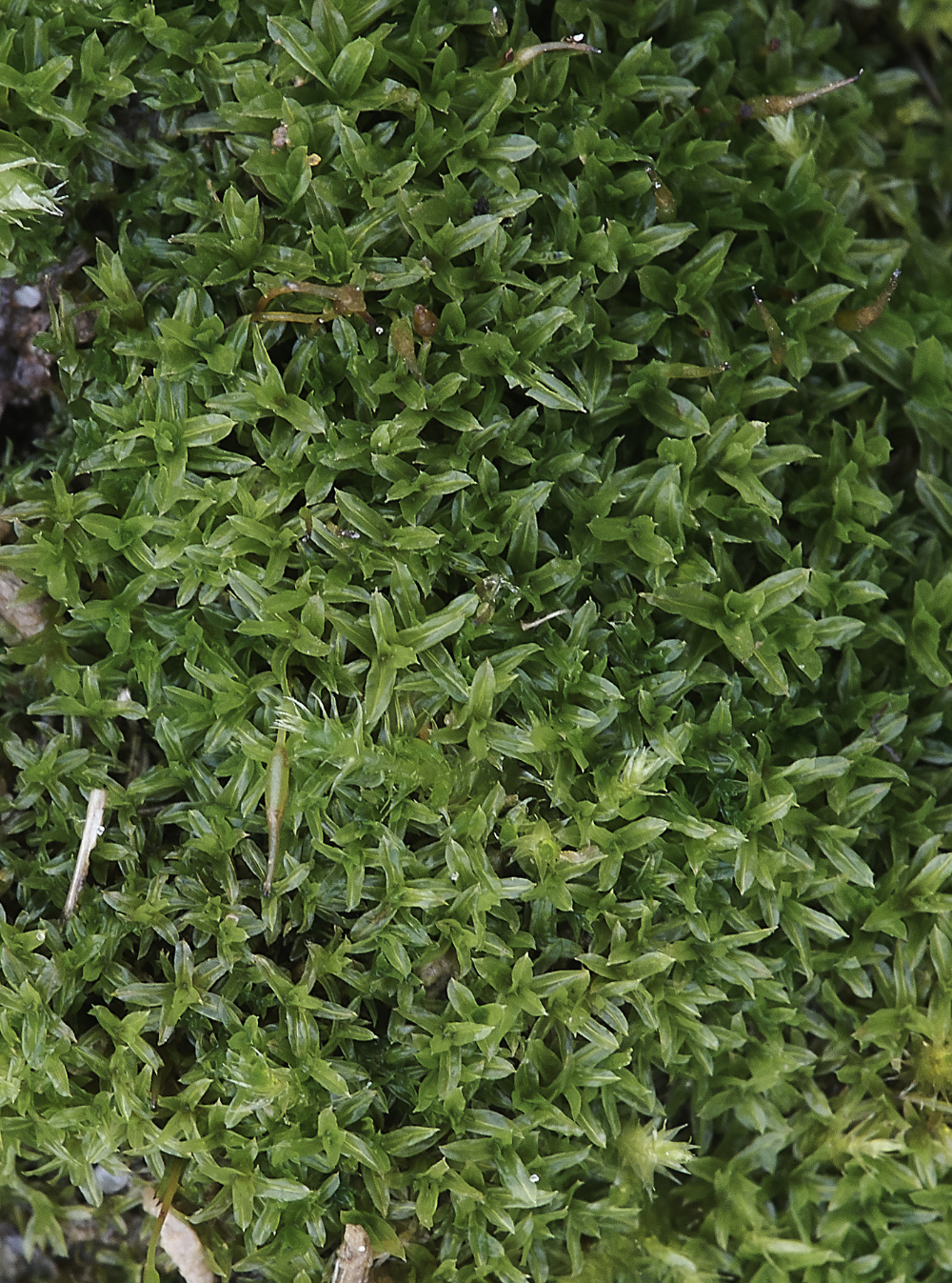 OverstrandCliffBarbulaunguiculata241218-1