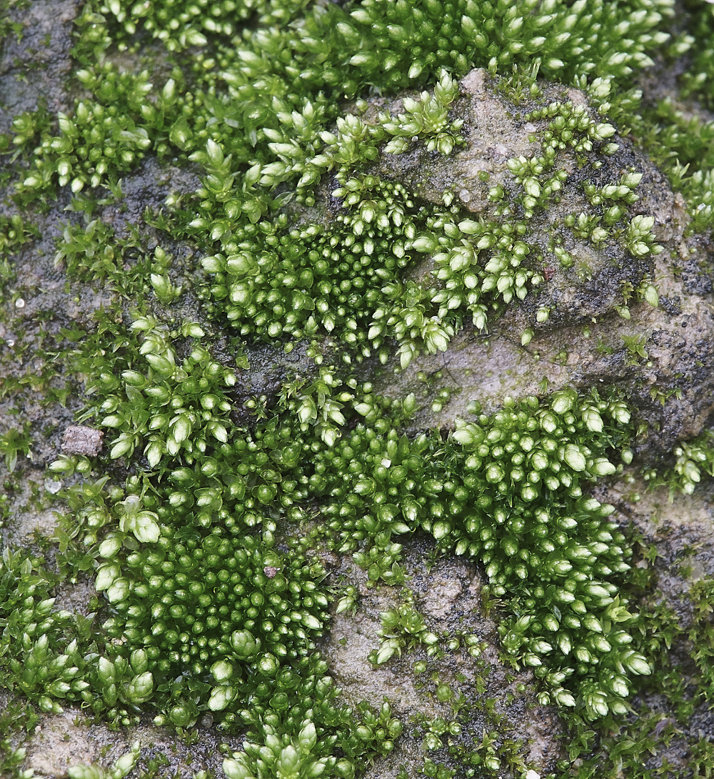 OverstrandCliffBryumargentum241218-1