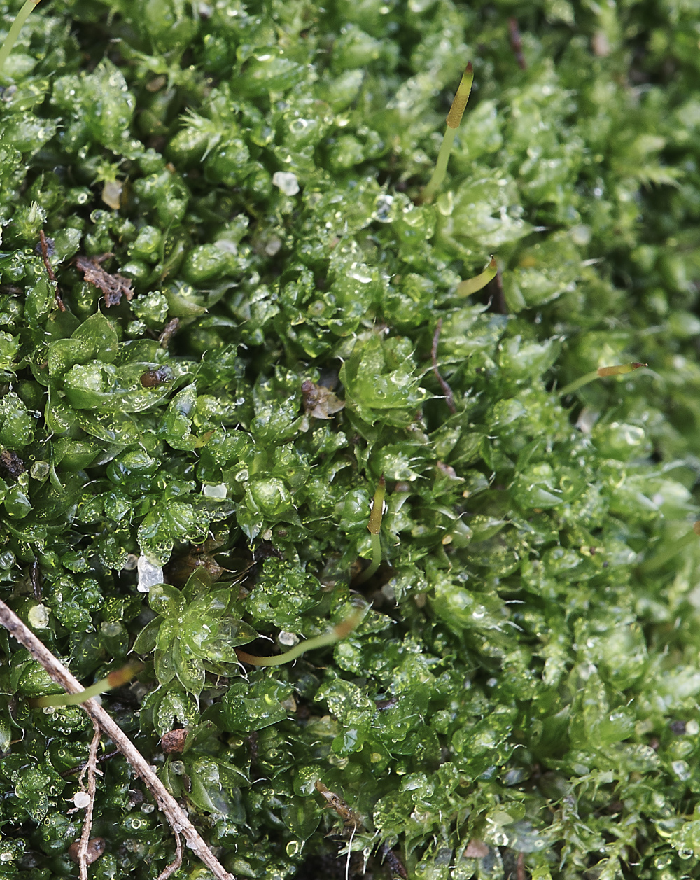 OverstrandCliffBryumcapillar241218-1