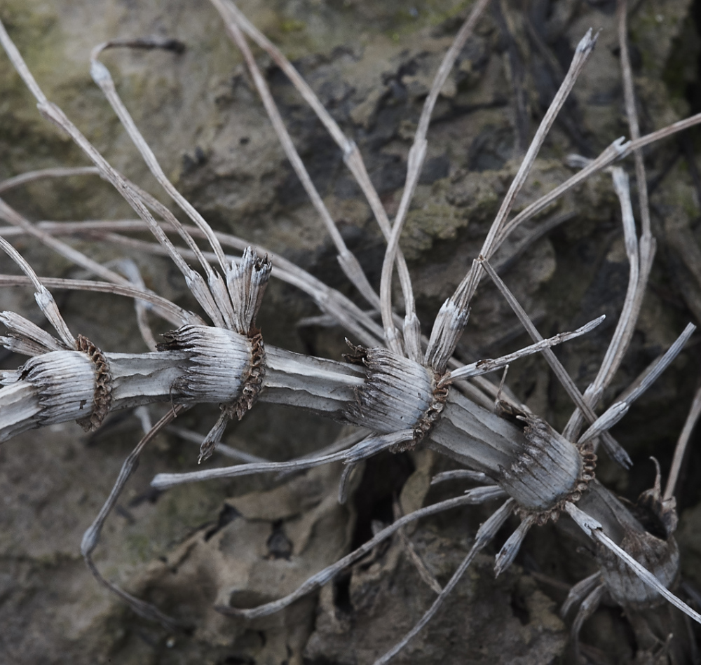 OverstrandCliffHorsetail241218-1