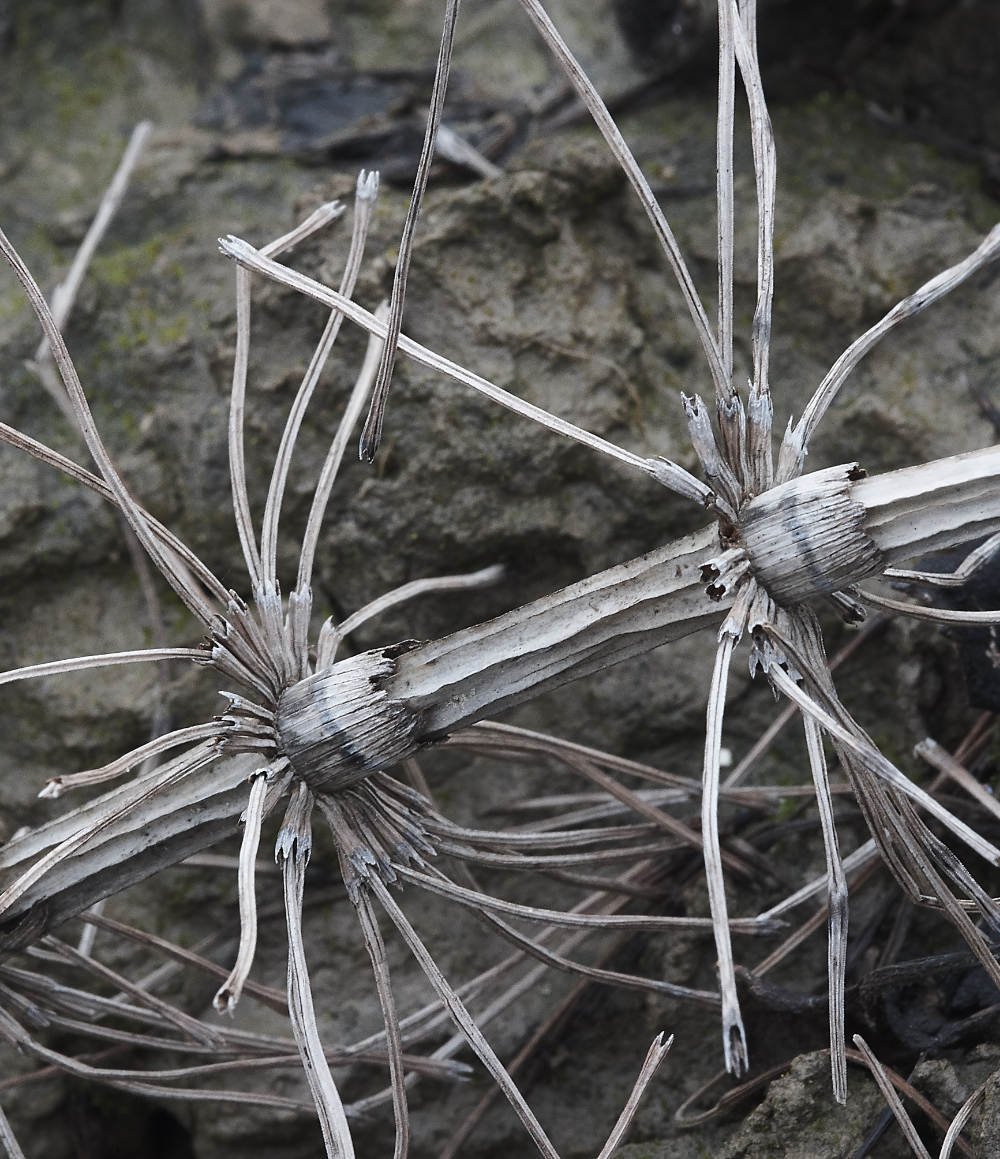 OverstrandCliffHorsetail241218-2