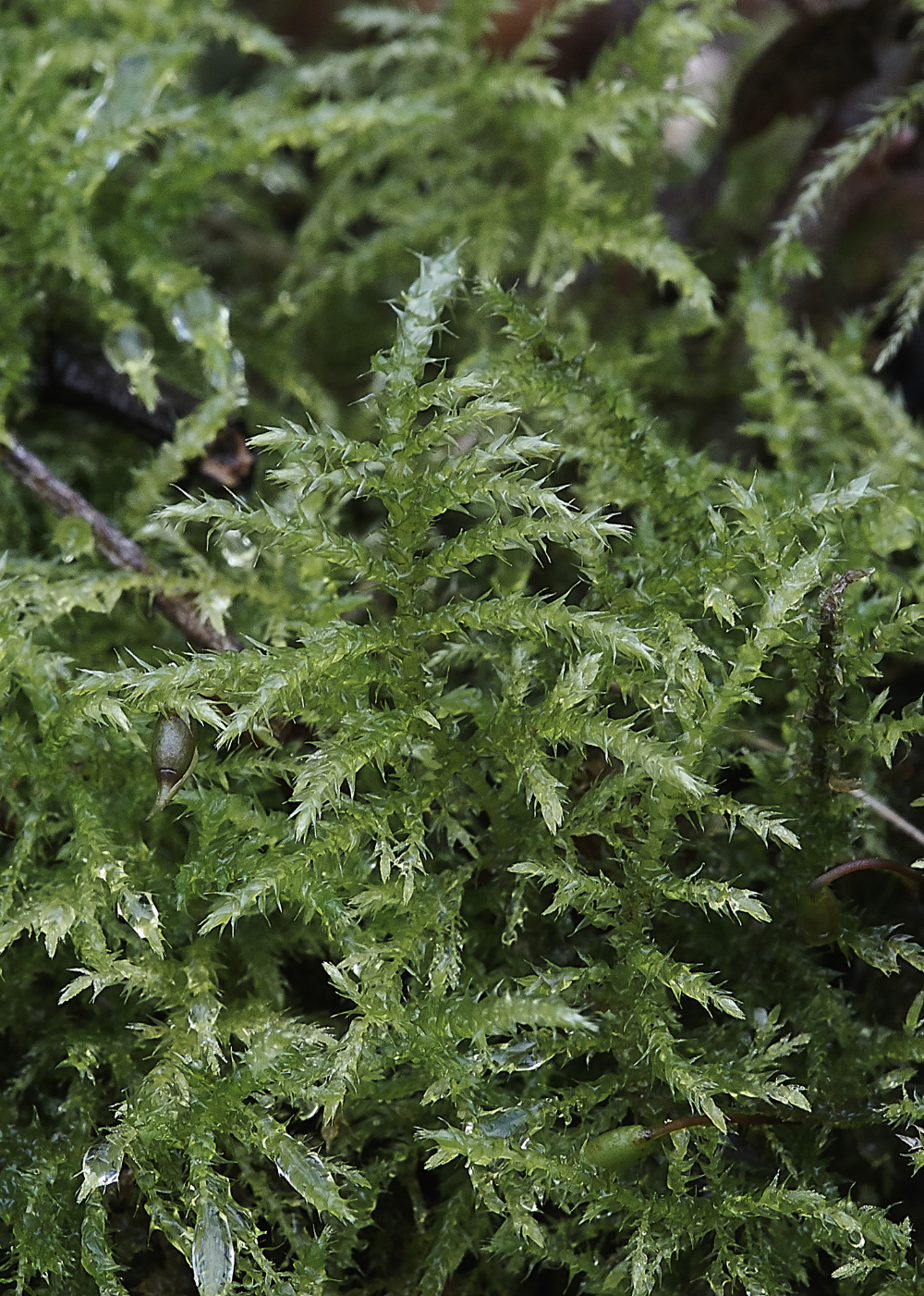 OverstrandCLiffKindbergiapraelonga241218-1