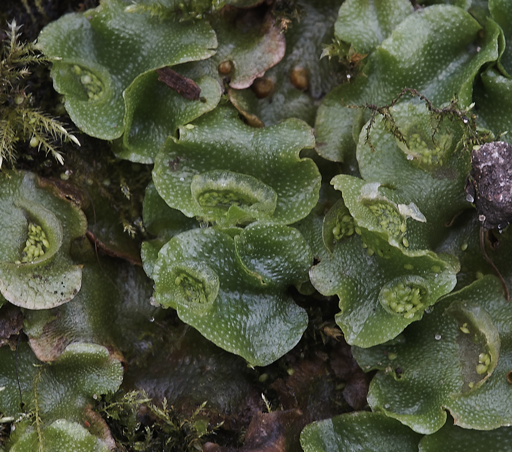 OverstrandCliffLunulariacruciata241218-1