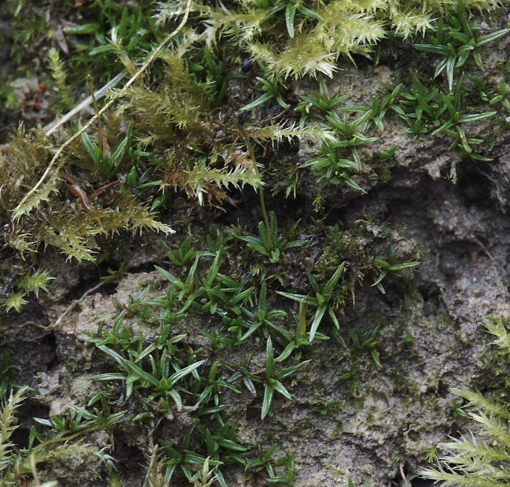 OverstrandCliffMoss241218-1