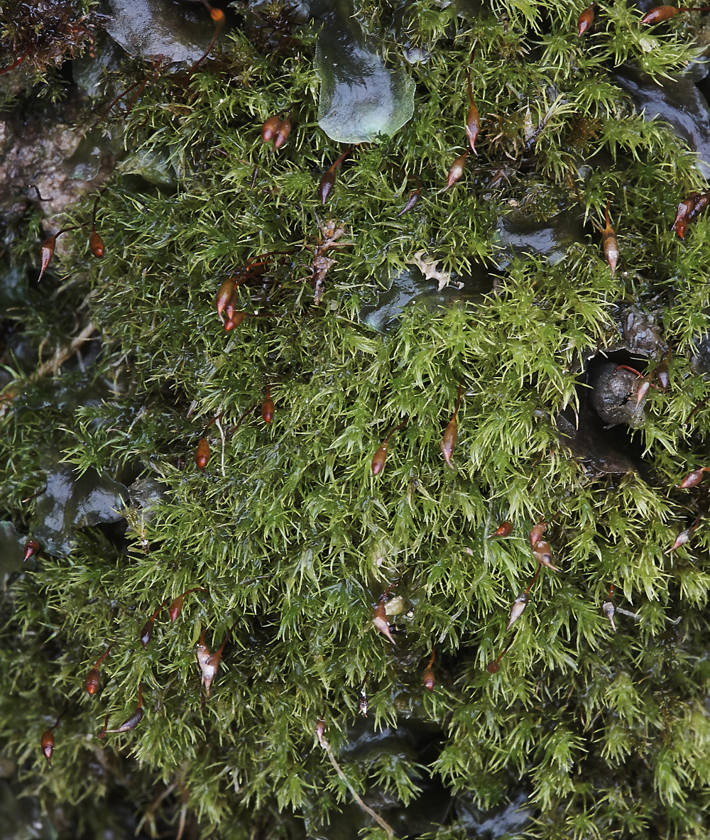 OverstrandCliffMossA241218-1