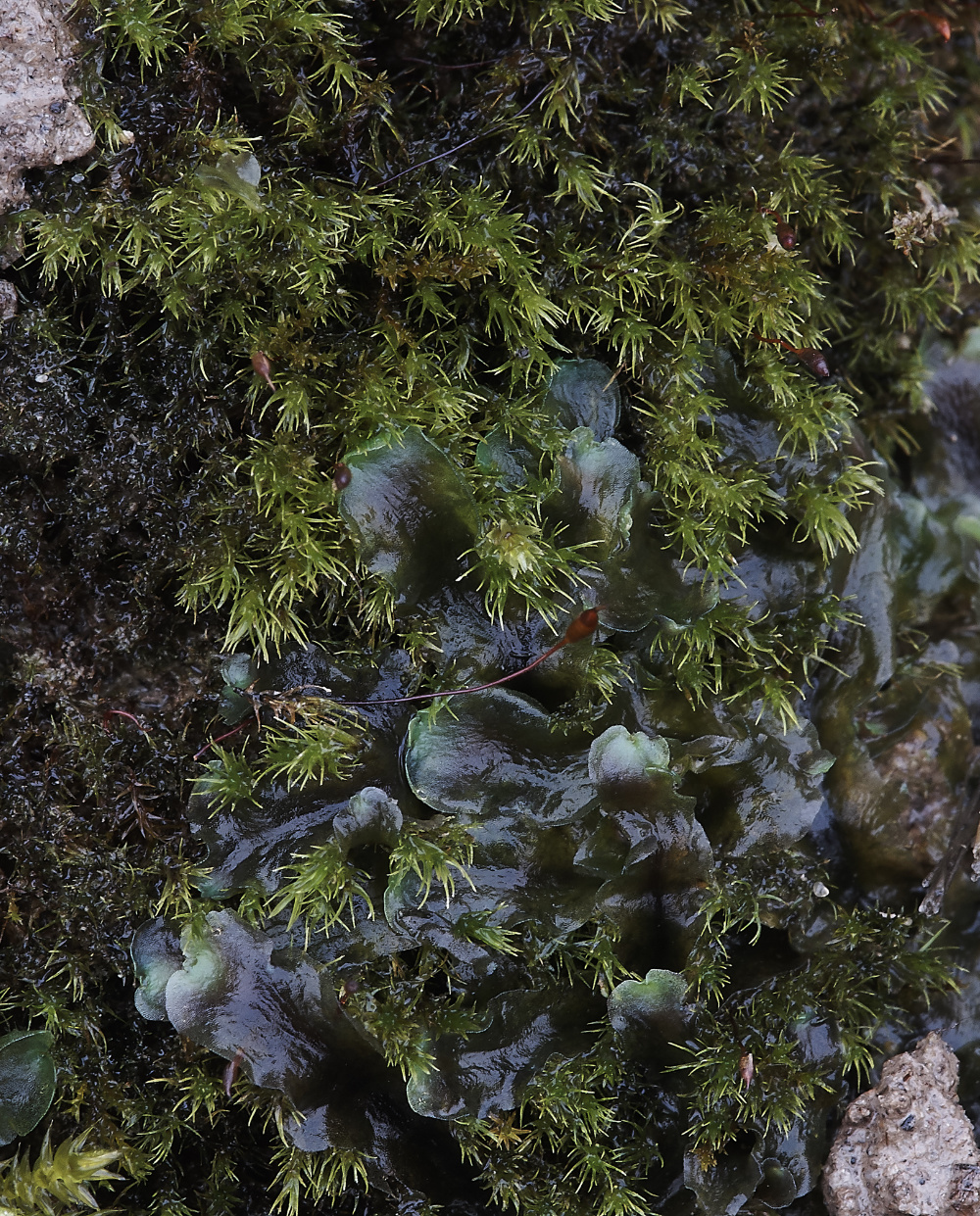 OverstrandCliffMossA241218-2