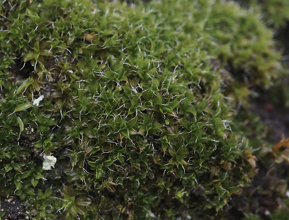 OverstrandCliffMossB241218-1