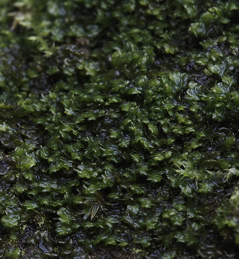 OverstrandCliffNardiascalaris241218-1