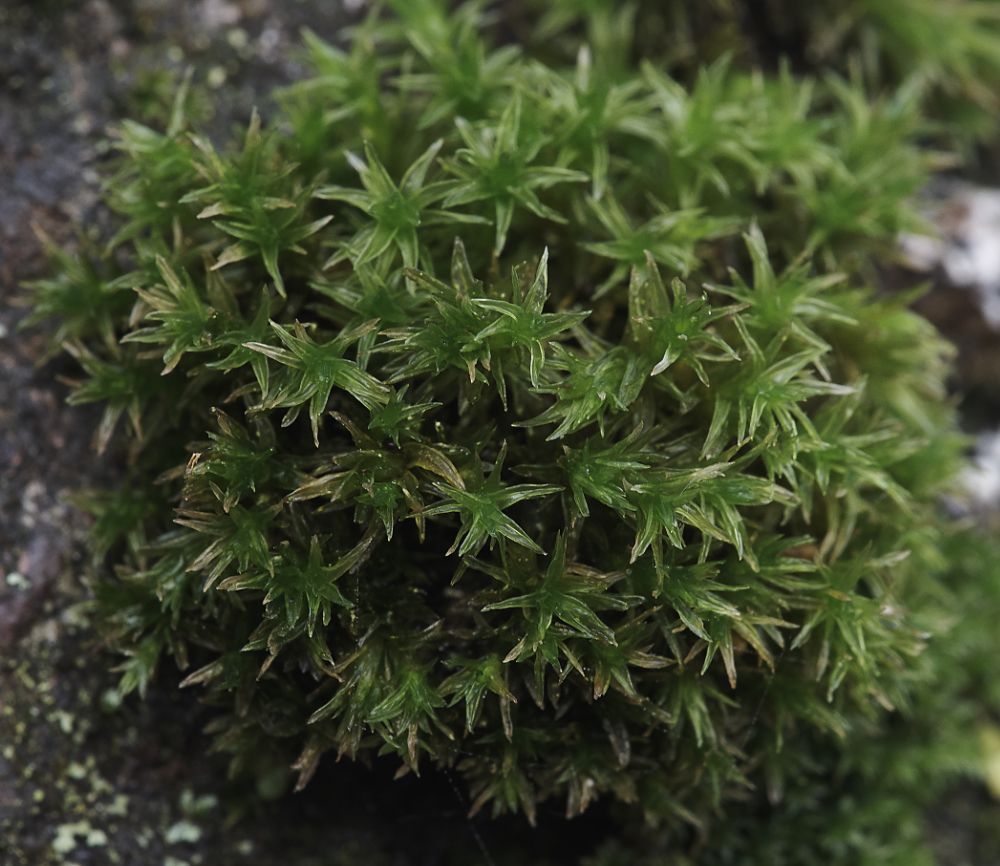 OverstrandCliffOrthotrichumaffine241218-1