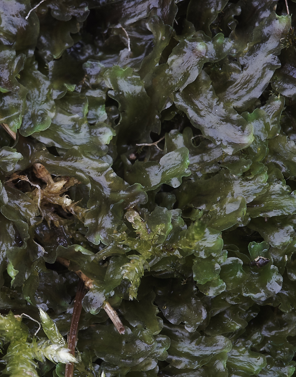 OverstrandCliffPellianeesiana241218-1