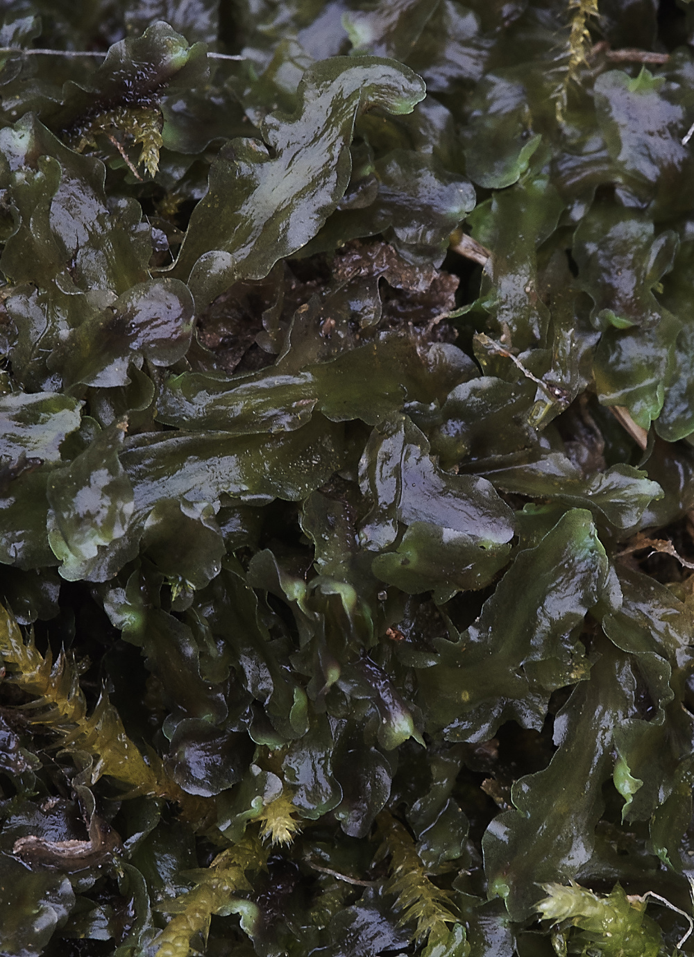 OverstrandCliffPellianeesiana241218-2