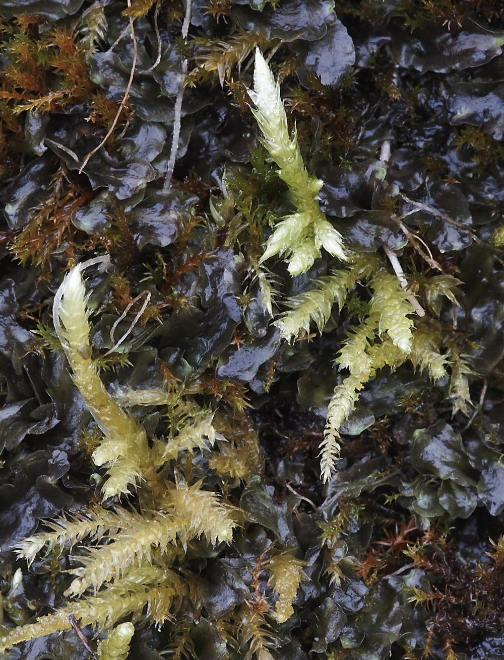 OverstrandCliffPellianeesiana241218-4