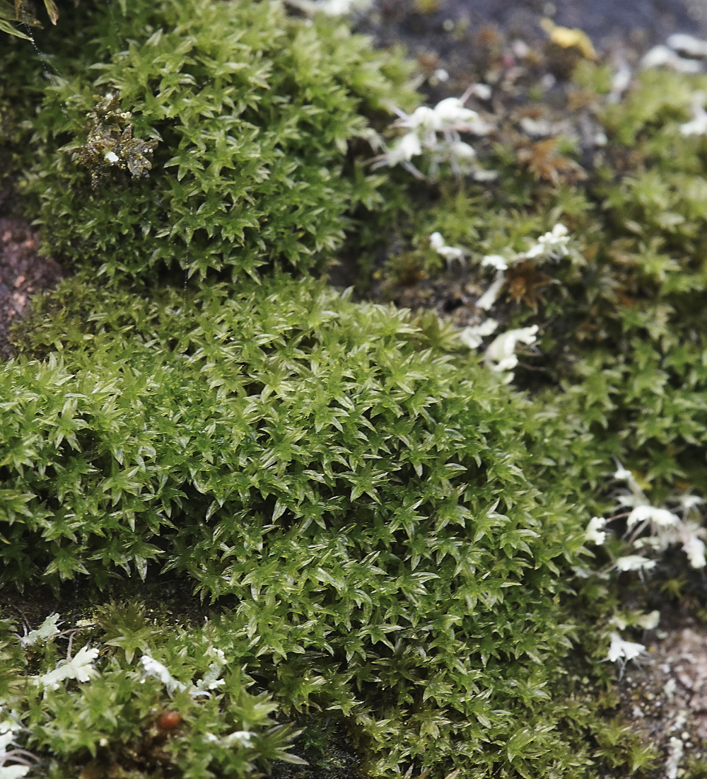 OverstrandCliffsZygodonSp241218-1