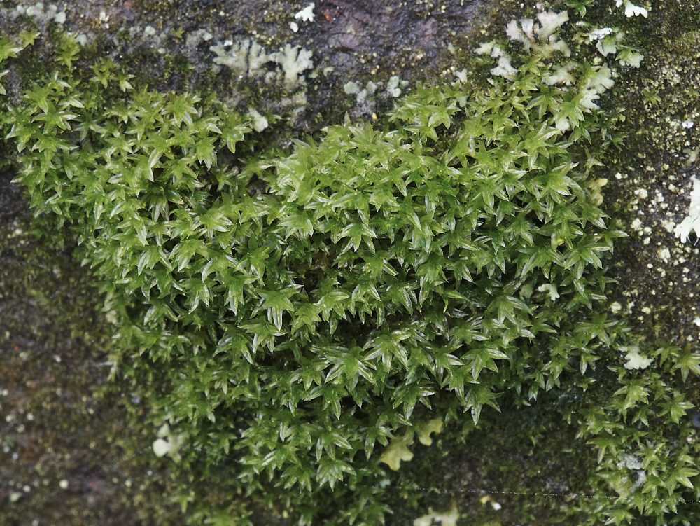 OverstrandCliffZygodonSp241218-3