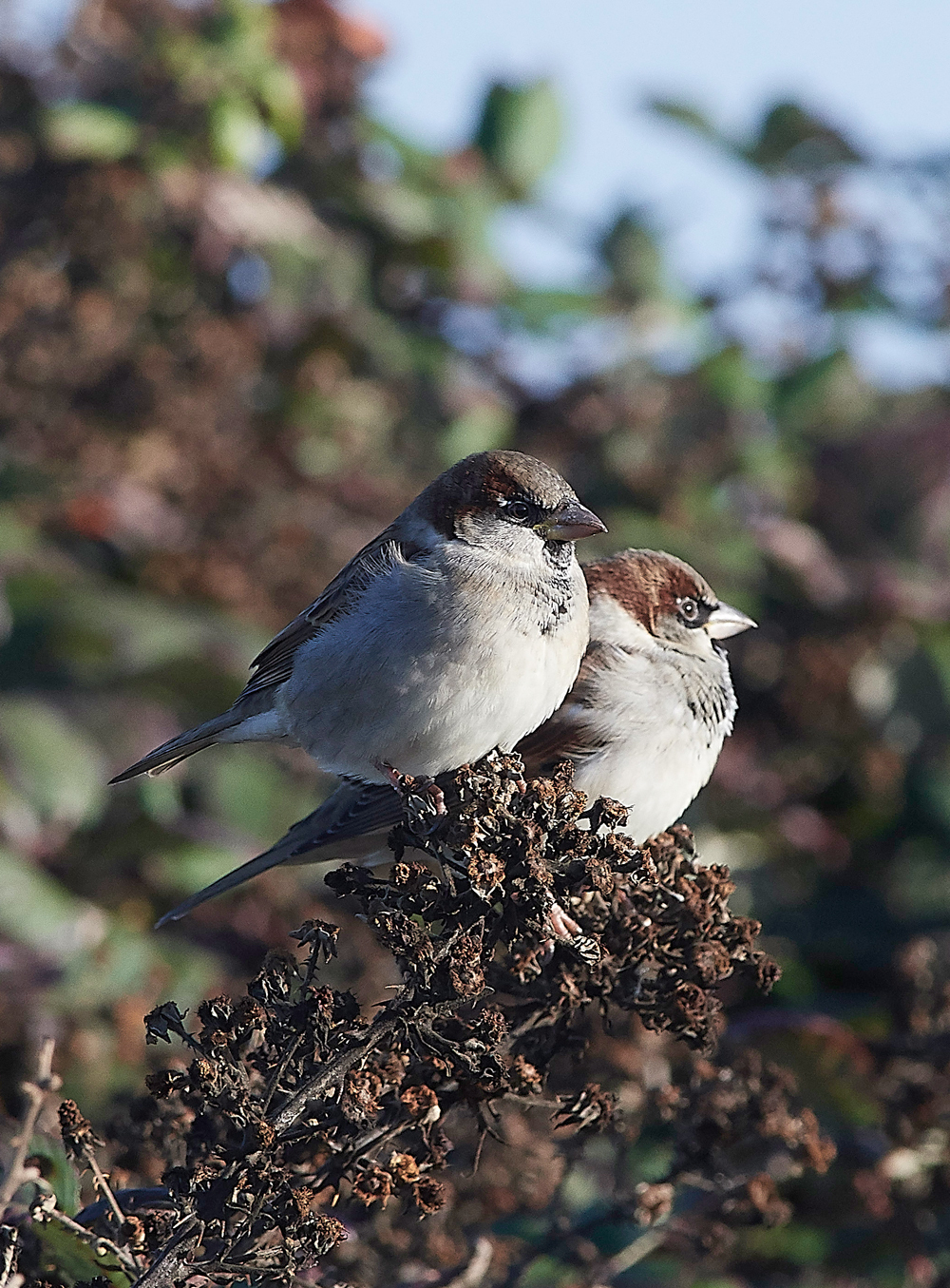 OverstrandHouseSparrow121118-1