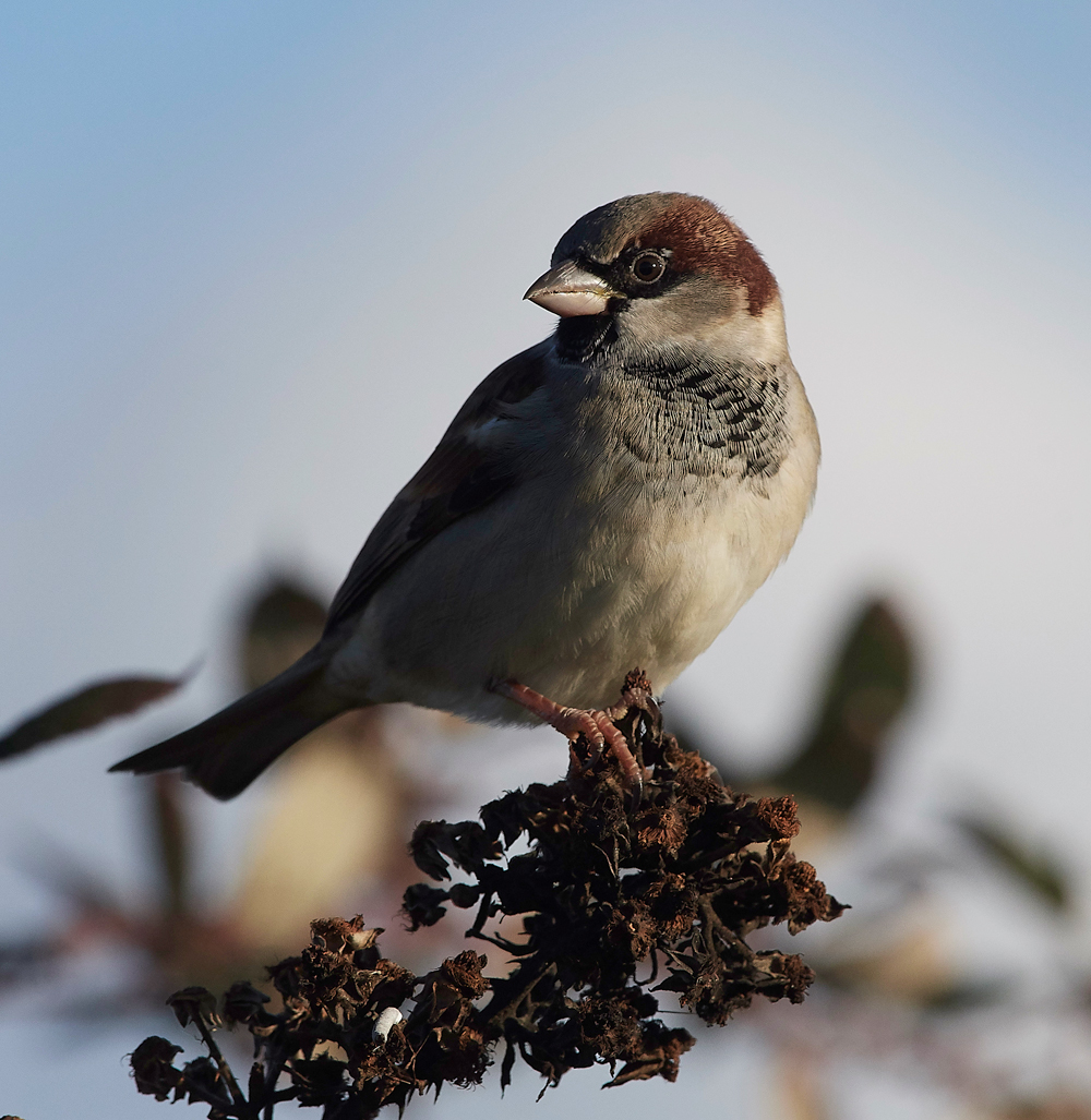 OverstrandHouseSparrow121118-3