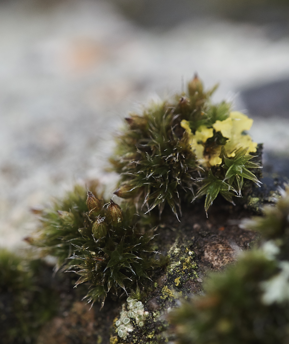 OverstrandOrthotrichumdiaphanum241218-1