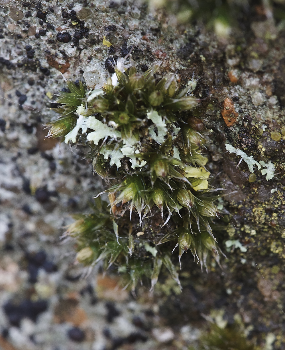 OverstrandOrthotrichumdiaphanum241218-2