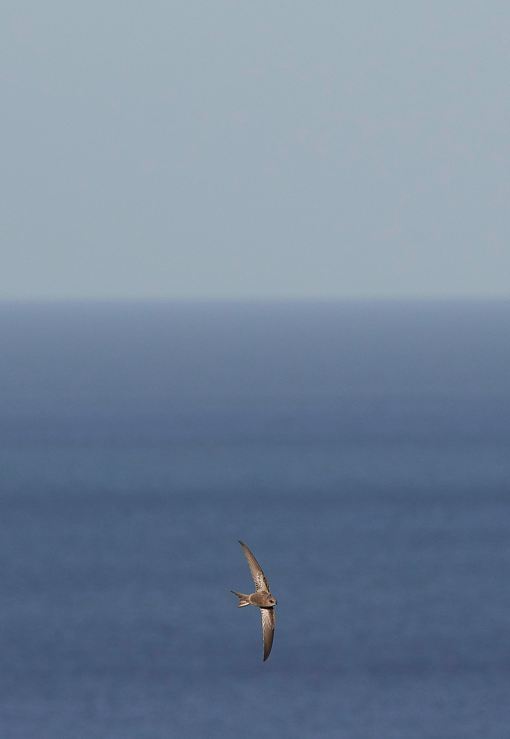 OverstrandPallidSwift121118-11