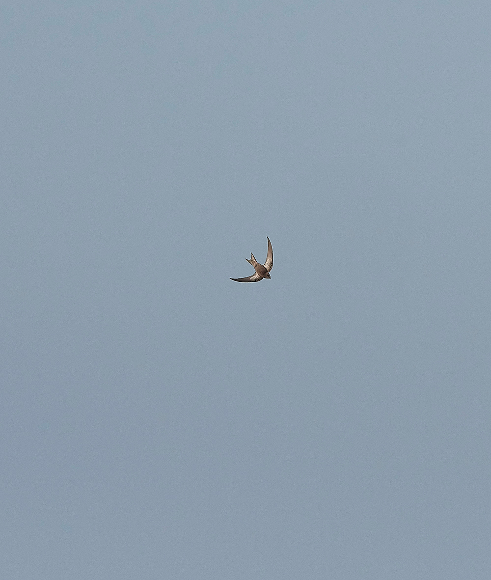 OverstrandPallidSwift121118-12