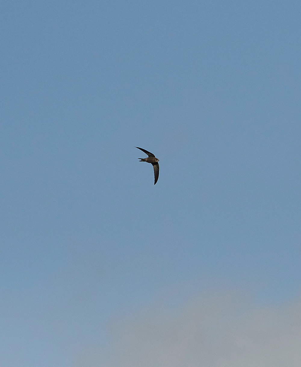 OverstrandPallidSwift121118-13