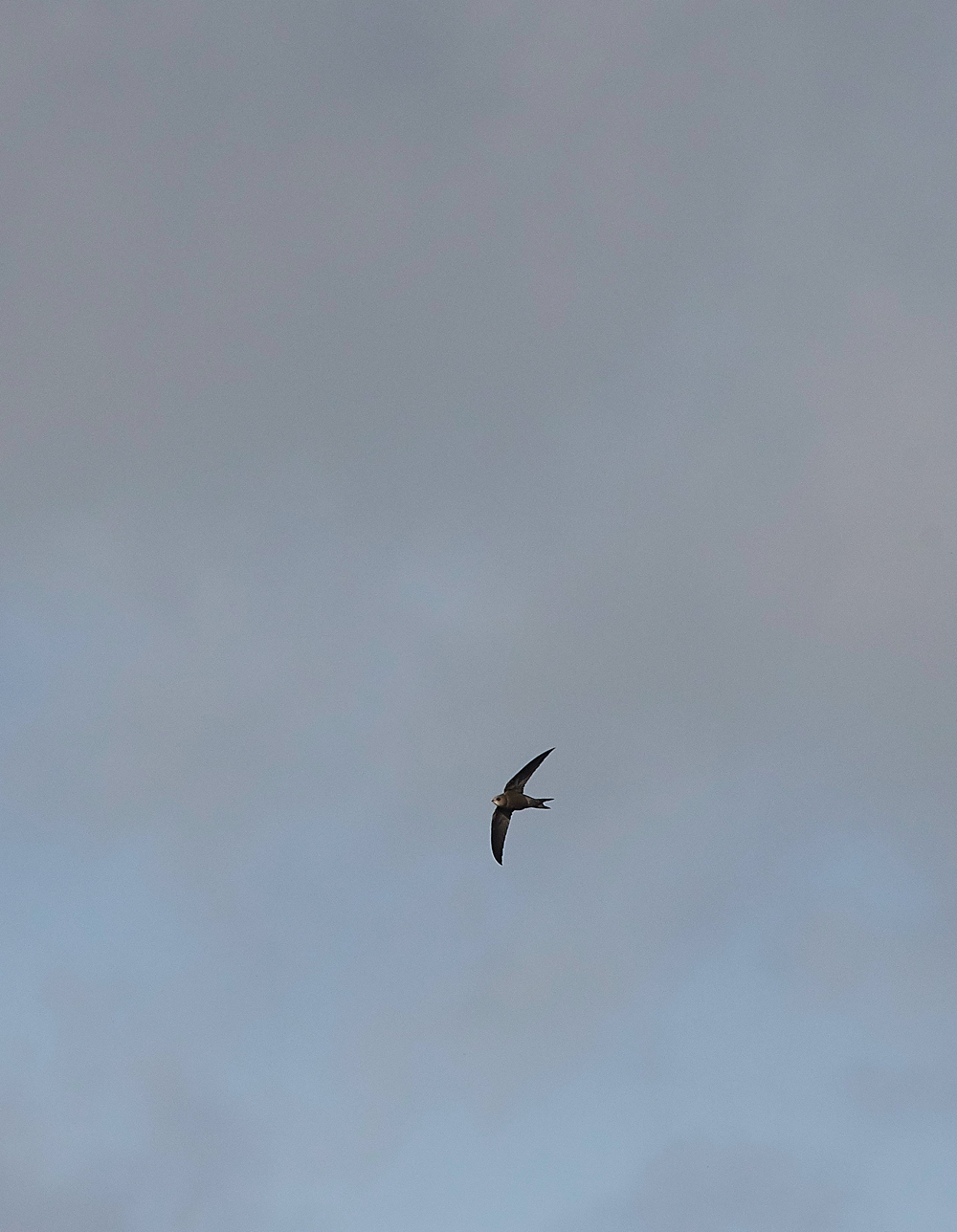 OverstrandPallidSwift121118-2