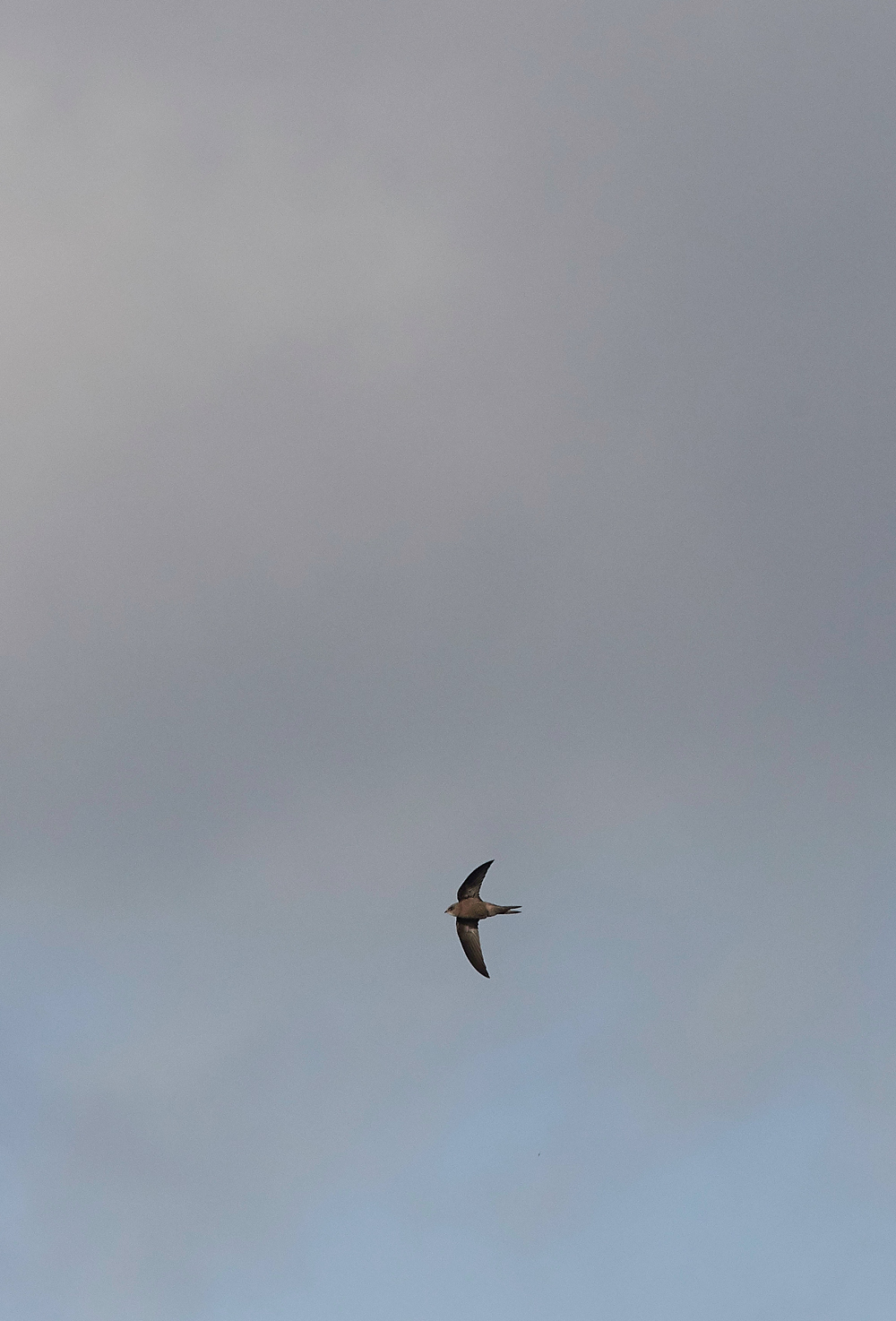 OverstrandPallidSwift121118-3