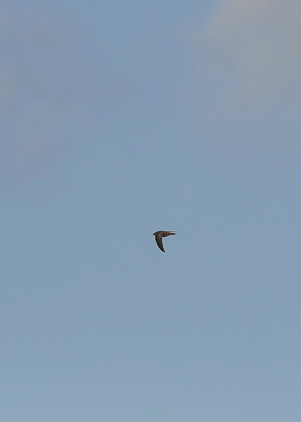 OverstrandPallidSwift121118-4