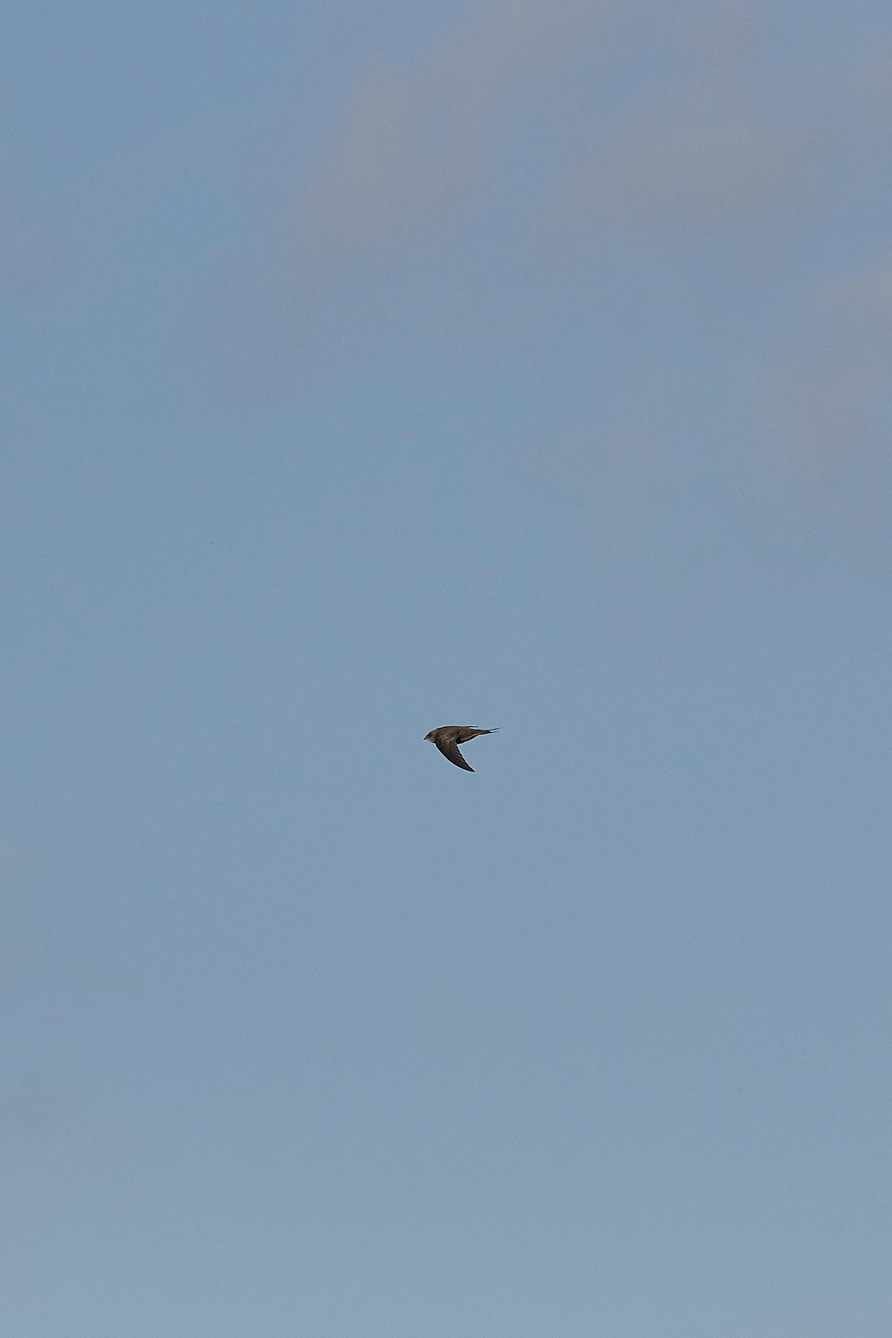 OverstrandPallidSwift121118-5