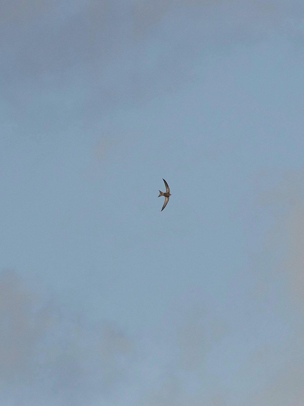 OverstrandPallidSwift121118-6