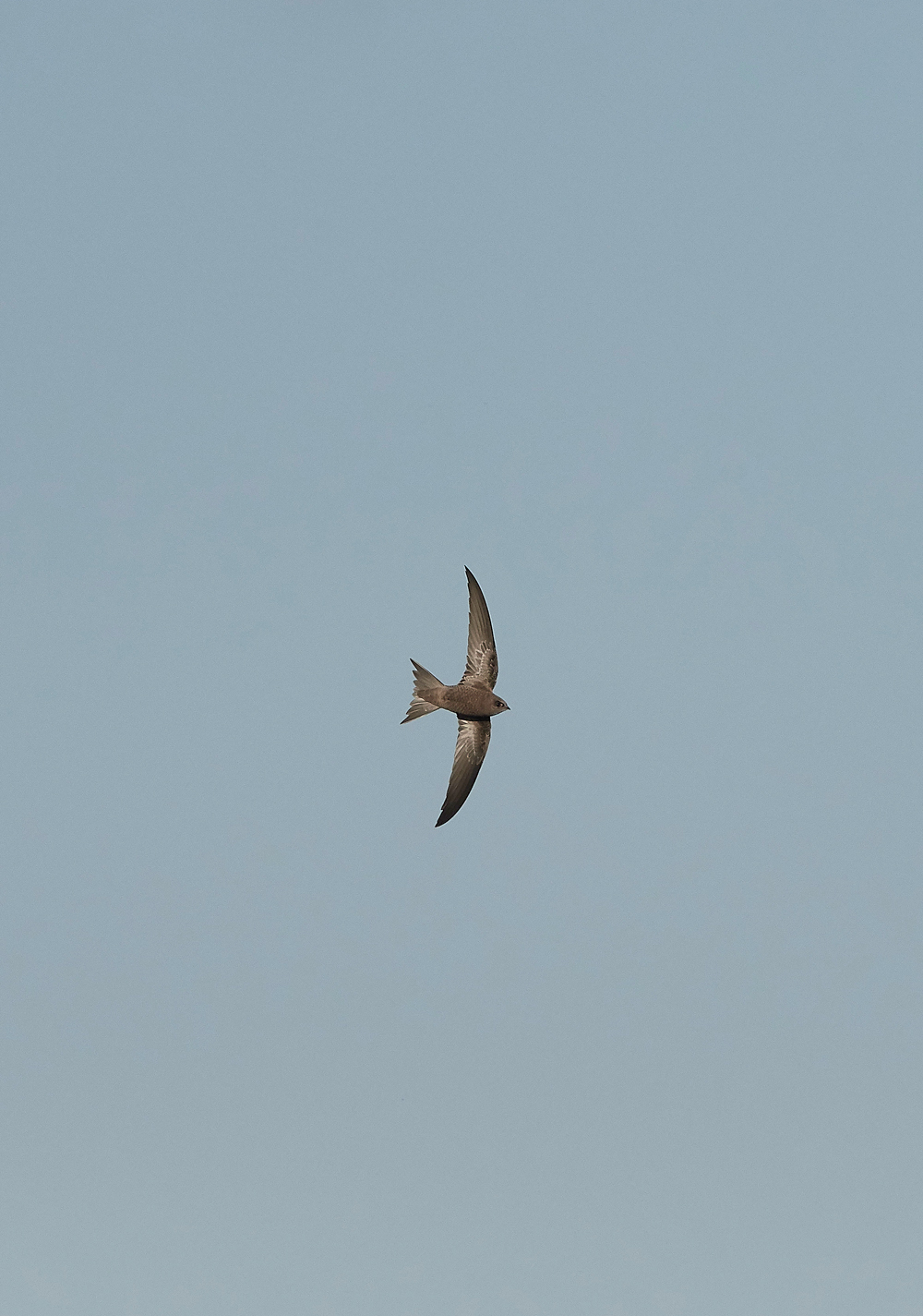 OverstrandPallidSwift121118-8