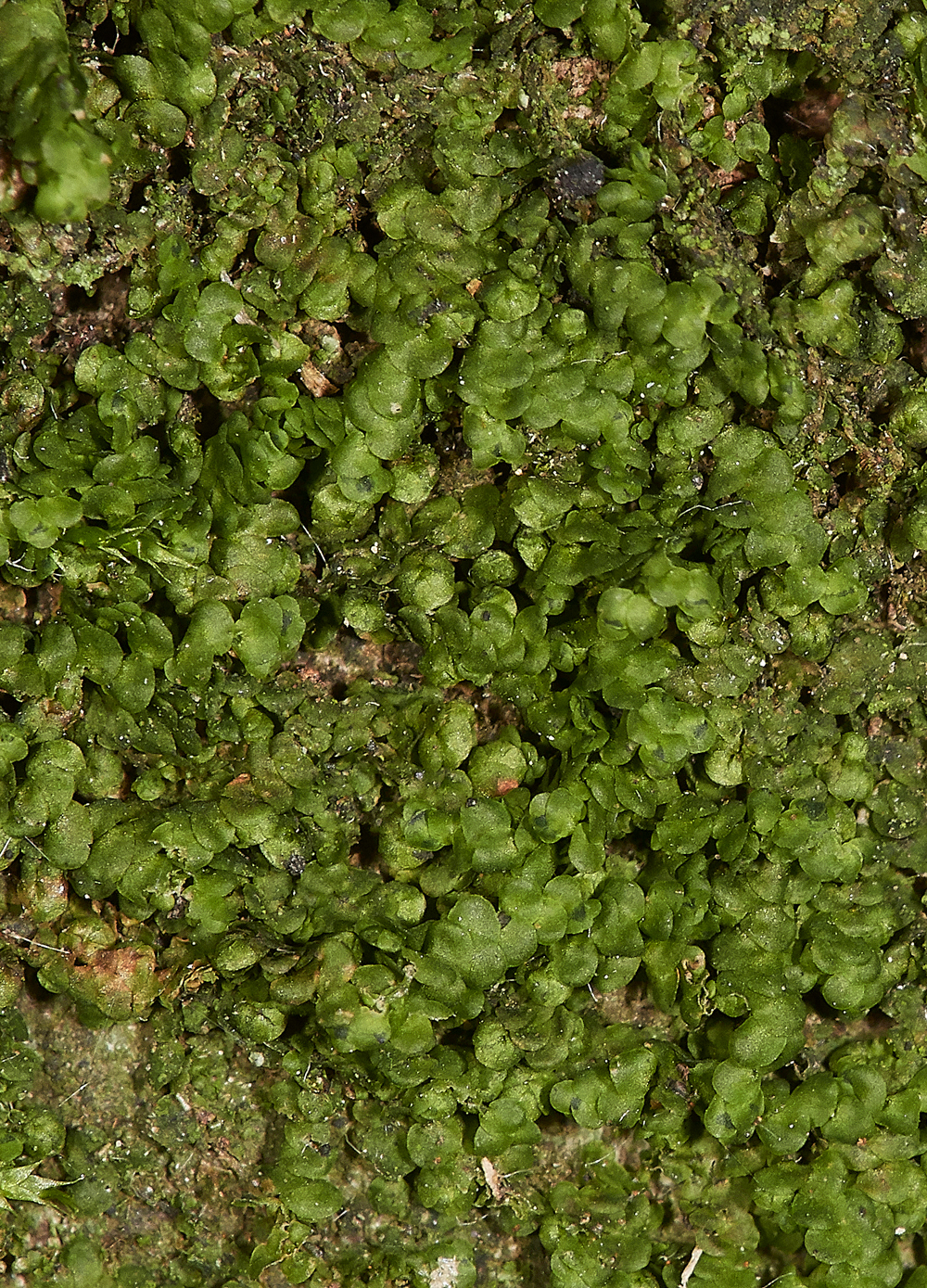 SahamMereFrullania261118-1