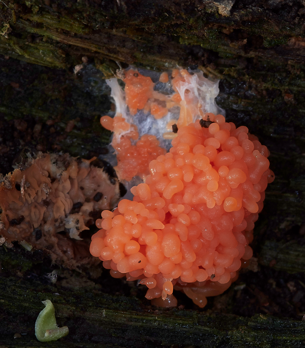 SahamMereFungi261118-1