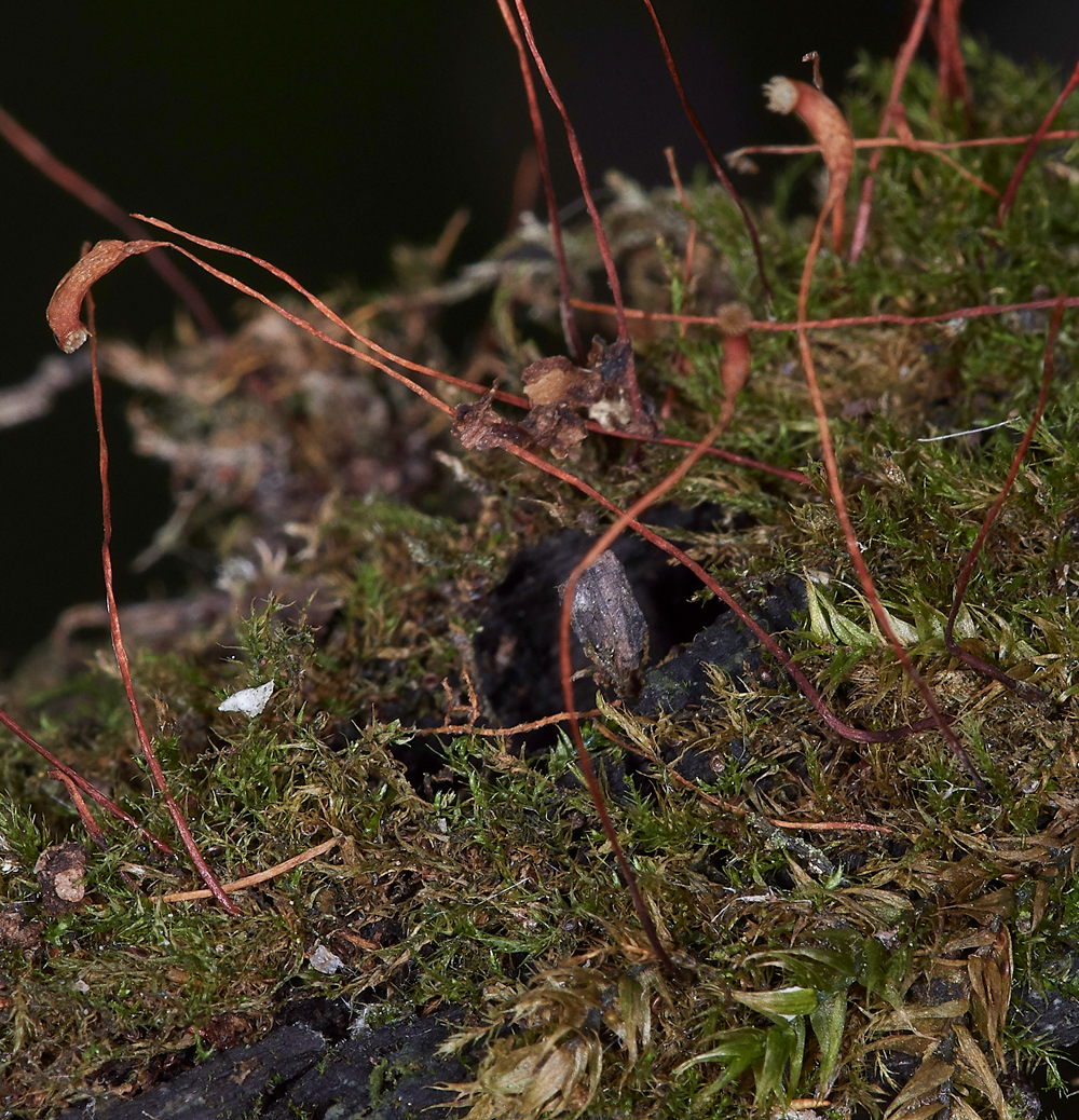 SahamMereLeptodictyumrivularis261118-1