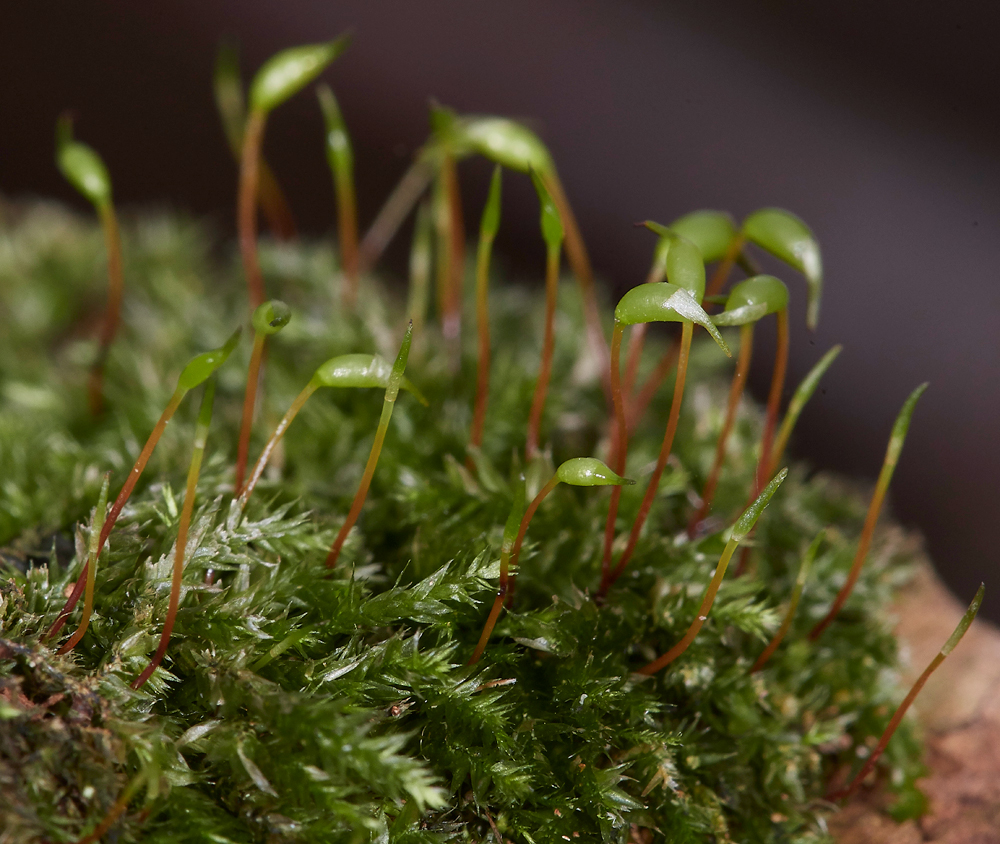 SahamMereRynchostegiumconfertum261118-1